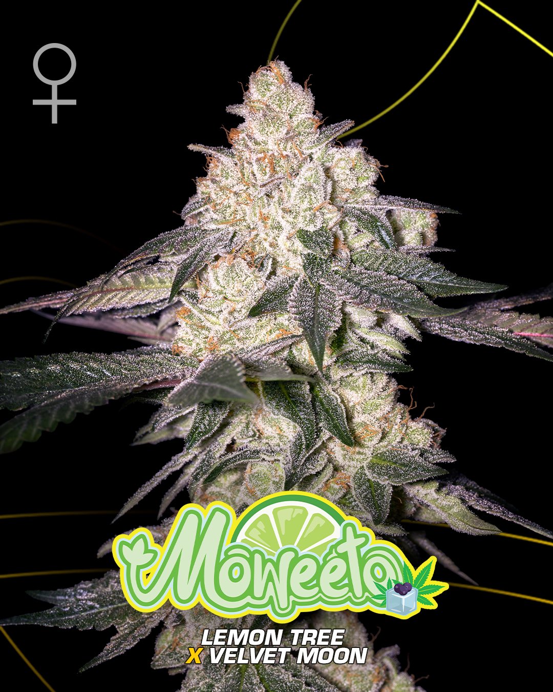 Moweeto - Cannabis Seeds - WWW.SEEDS-BANK.CZ